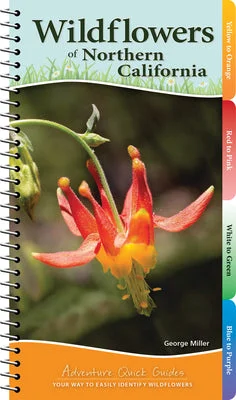 flowerburst-41150350